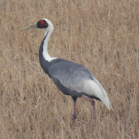 White-naped Crane